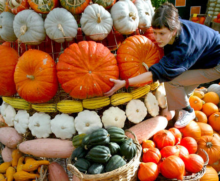 Lisa Hall, Exhibitions Executive at the Royal Botanic Gardens, places a pumpkin in the Autumn Cornucopia display, Kew, London, October 15, 2003.