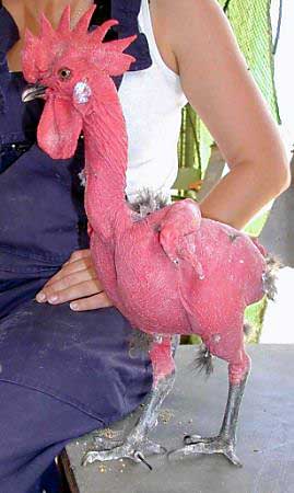 The 'Naked Chicken', Hebrew University, Rehovot, Israel, May 20, 2002.