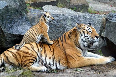 Siberian tigers, Berlin Zoo, October 8, 2002.