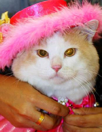 A Malaysian domestic cat, Didi, is dressed for a fancy-dress costume competition, Kuala Lumpur, July 2003.