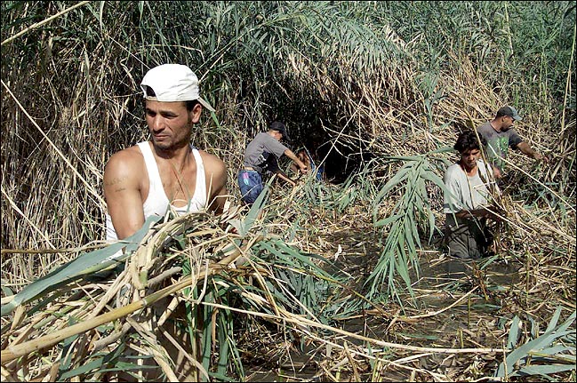 Reed cutters on the banks of the Tigris, near the main American headquarters, Baghdad, late October 2003.