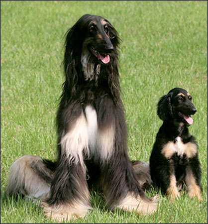 Snuppy, right, an identical male twin of an adult male Afghan hound, was born April 24, 2005 to a surrogate mother, a Labrador retriever and pictured early August 2005 clone.