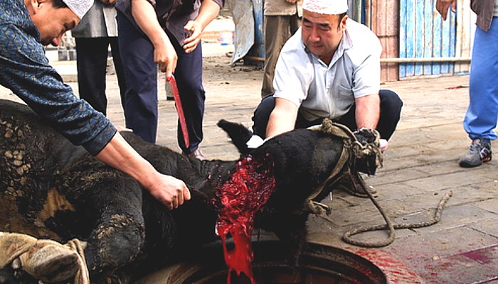 Barbaric slaughtering of animals according to the Islamic Shariaa.