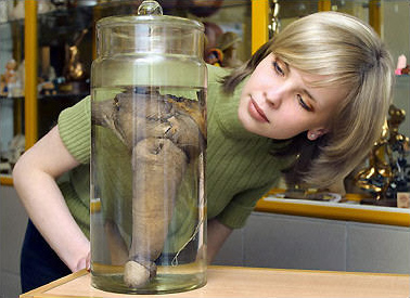 A visitor looks at Rasputin's penis displayed at the first Russian museum of erotica, founded by Igor Knyazkin, the chief of the prostate research center of the Russian Academy of Natural Sciences, St. Petersburg, June 12, 2004.