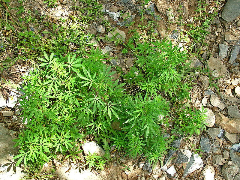 Wild marijuana plant growing near Islamabad, Pakistan, 2005.