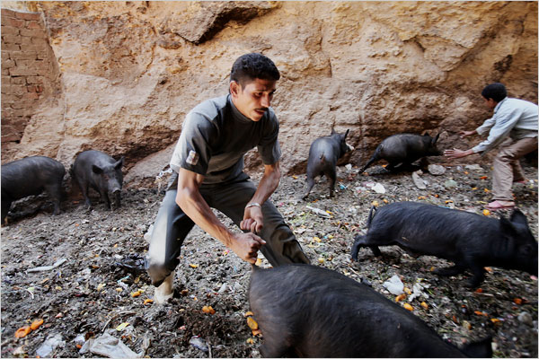 An Egyptian pig farmer collects his pigs for the final full annihilation as -following anti-Christian propaganda by Muslim Brotherhood, government of Egypt ordered to kill all of the country pigs and enforcing the entire industry to vanish, Cairo, May 2009.